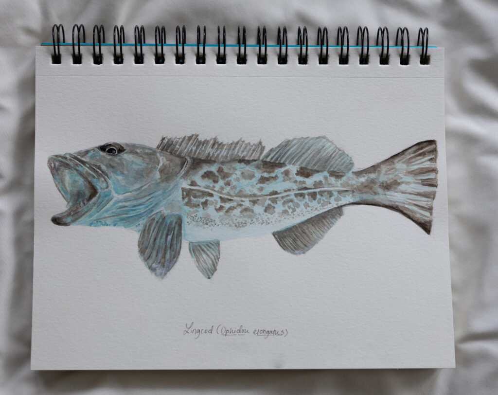watercolor painting of a blue lingcod