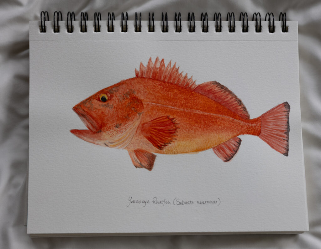 Watercolor painting of a yelloweye rockfish