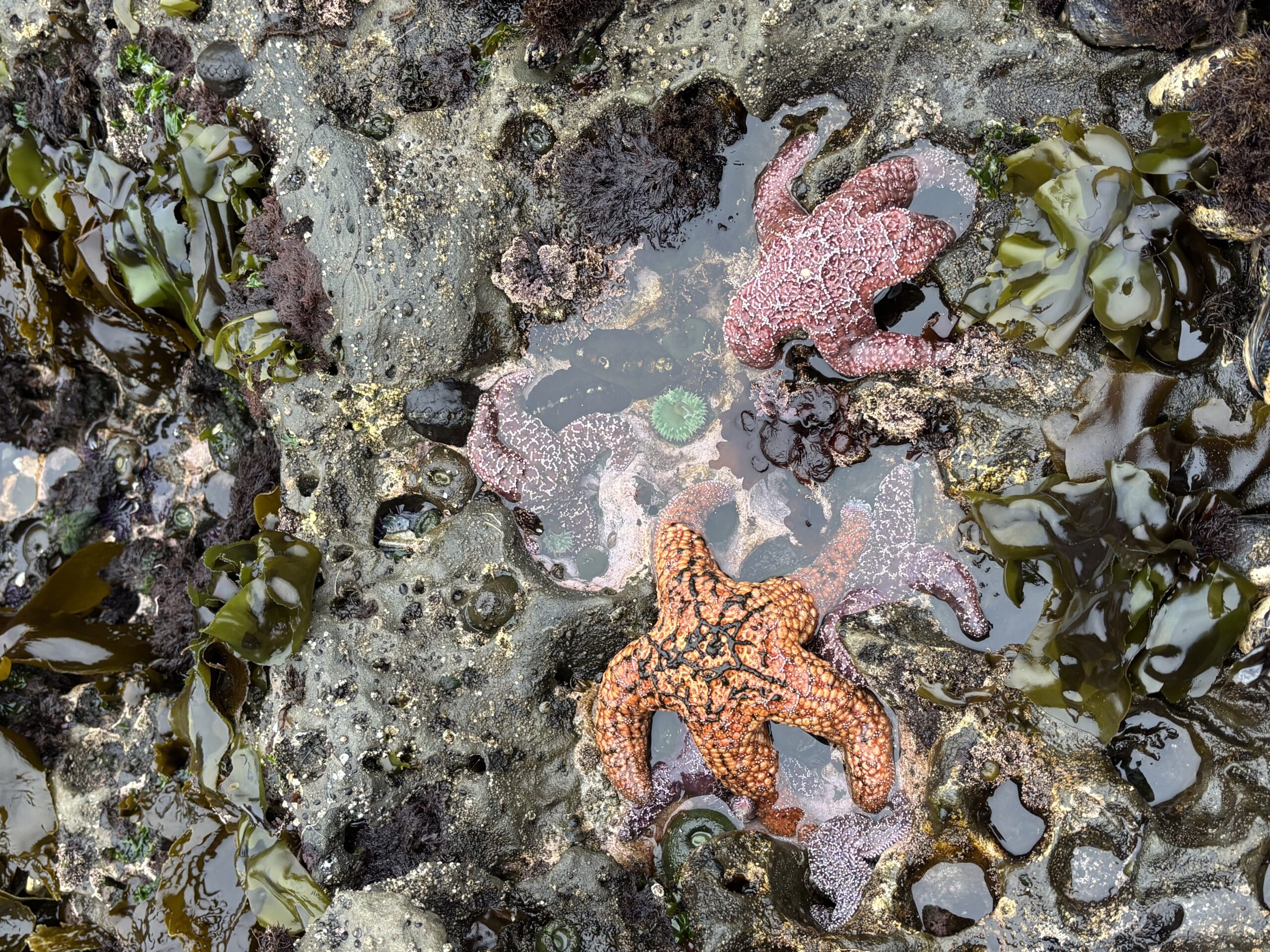 purple and orange ochre sea stars in oregon tidepool