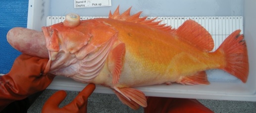 Yelloweye Rockfish barotrauma