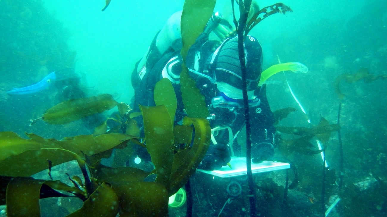 SCUBA diver surveying rocky reef