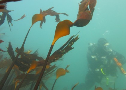 SCUBA diver in kelp