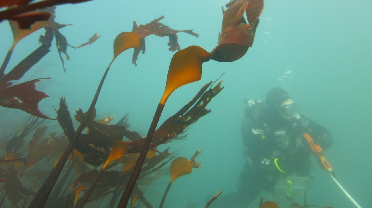 SCUBA diver in kelp