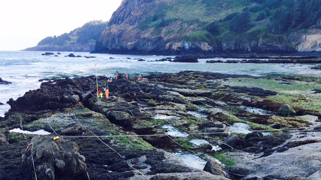 Scientists conducting rocky intertidal monitoring