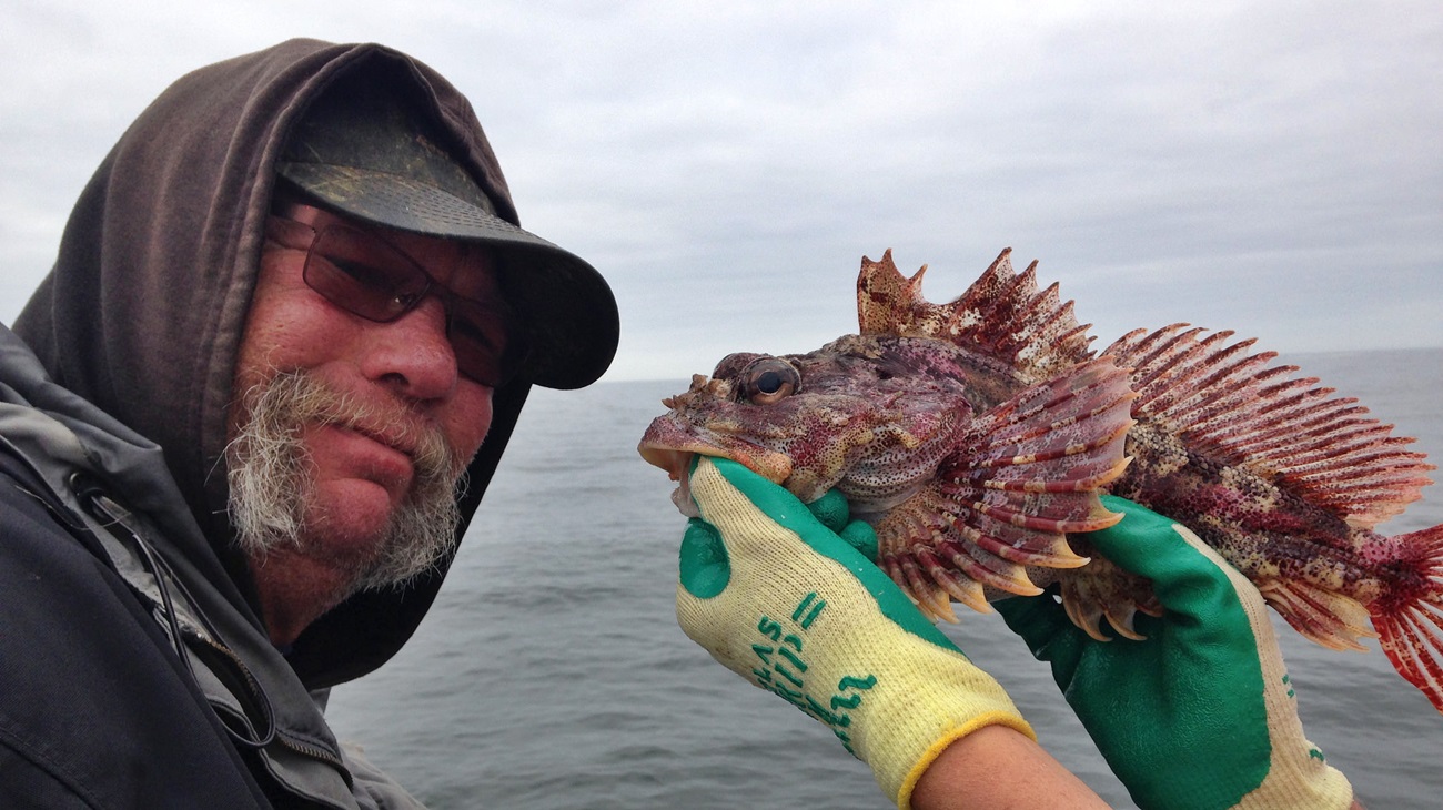 Red Irish lord fish caught during hook-and-line survey