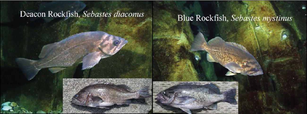 Deacon and Blue rockfish identification