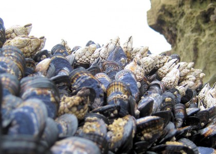 Mussels and barnacles on rocky shore
