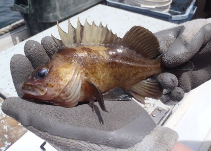 quillback rockfish