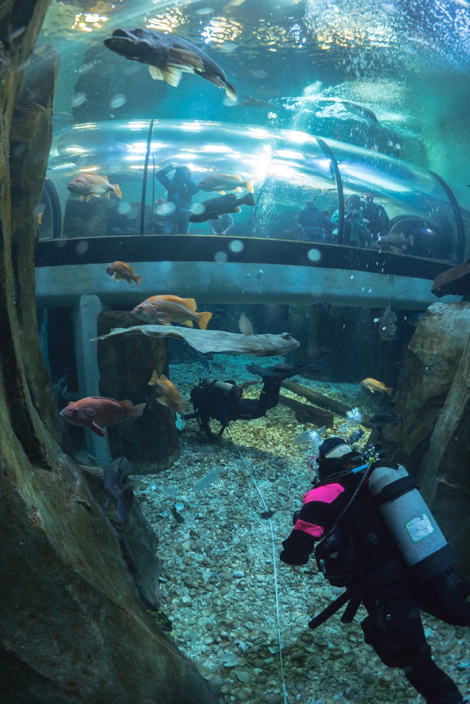 Scientific divers train inside a tank at the Oregon Coast Aquarium