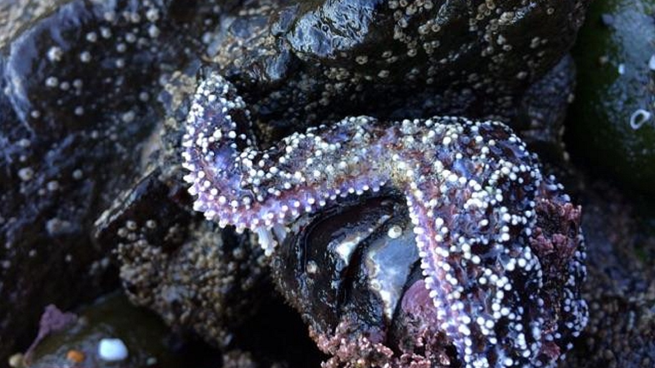 Sea star eating mussel