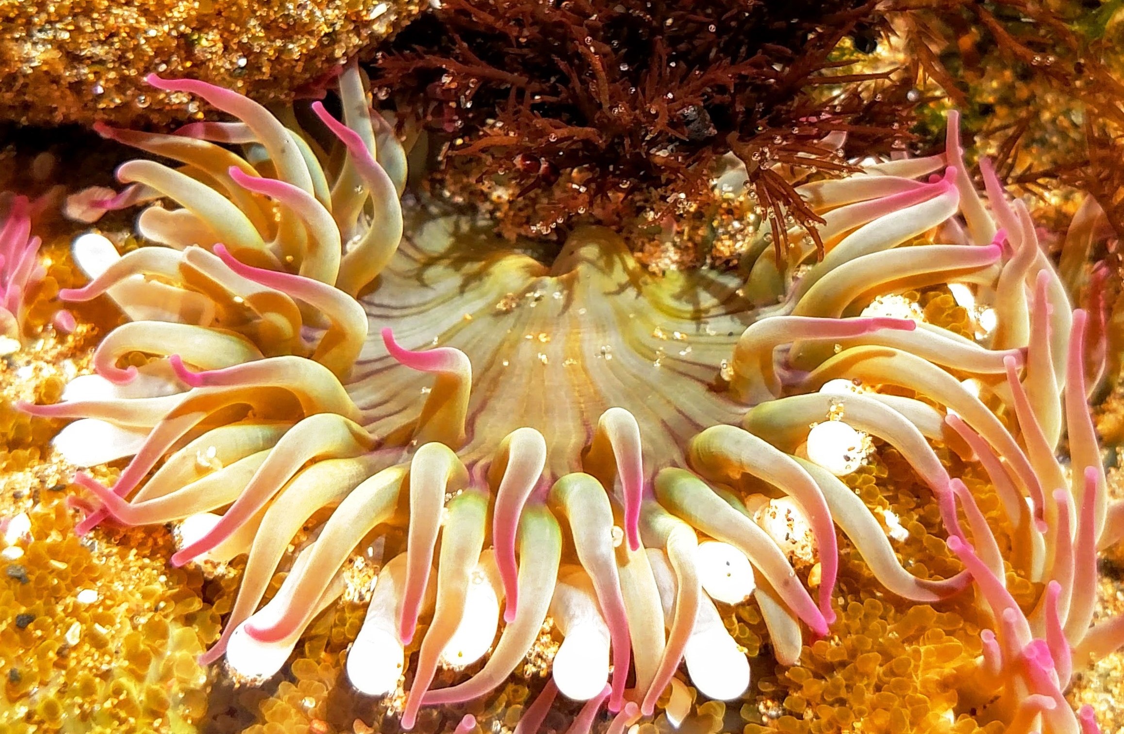 Sea Anenomes: Deadly Beauties - Oregon Marine Reserves