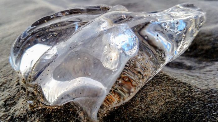 Strange Creatures Cast Ashore: Salps - Oregon Marine Reserves