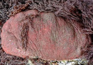 Mind-Bending Mollusks of the Intertidal Zone - Oregon Marine Reserves