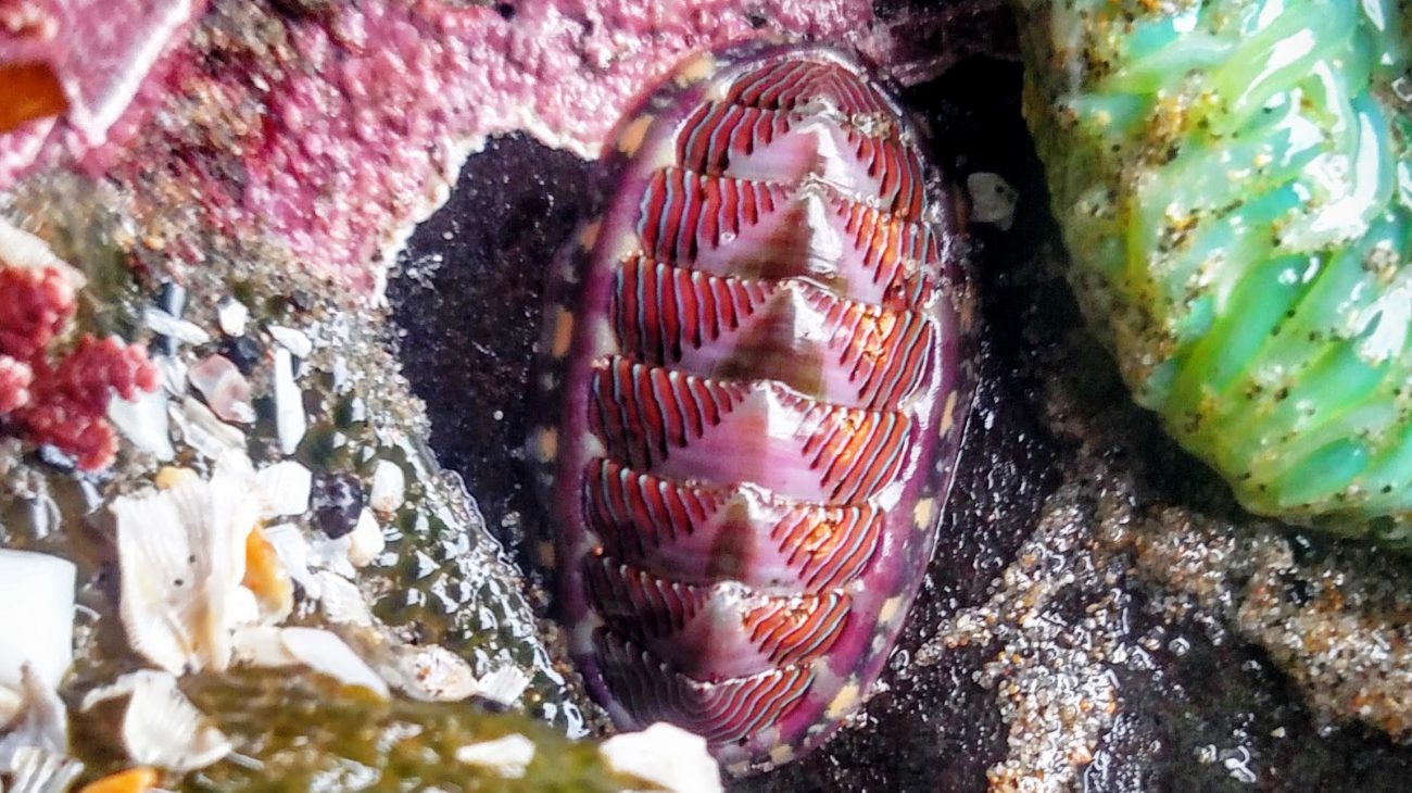 Lined Chiton - Stephen Grace