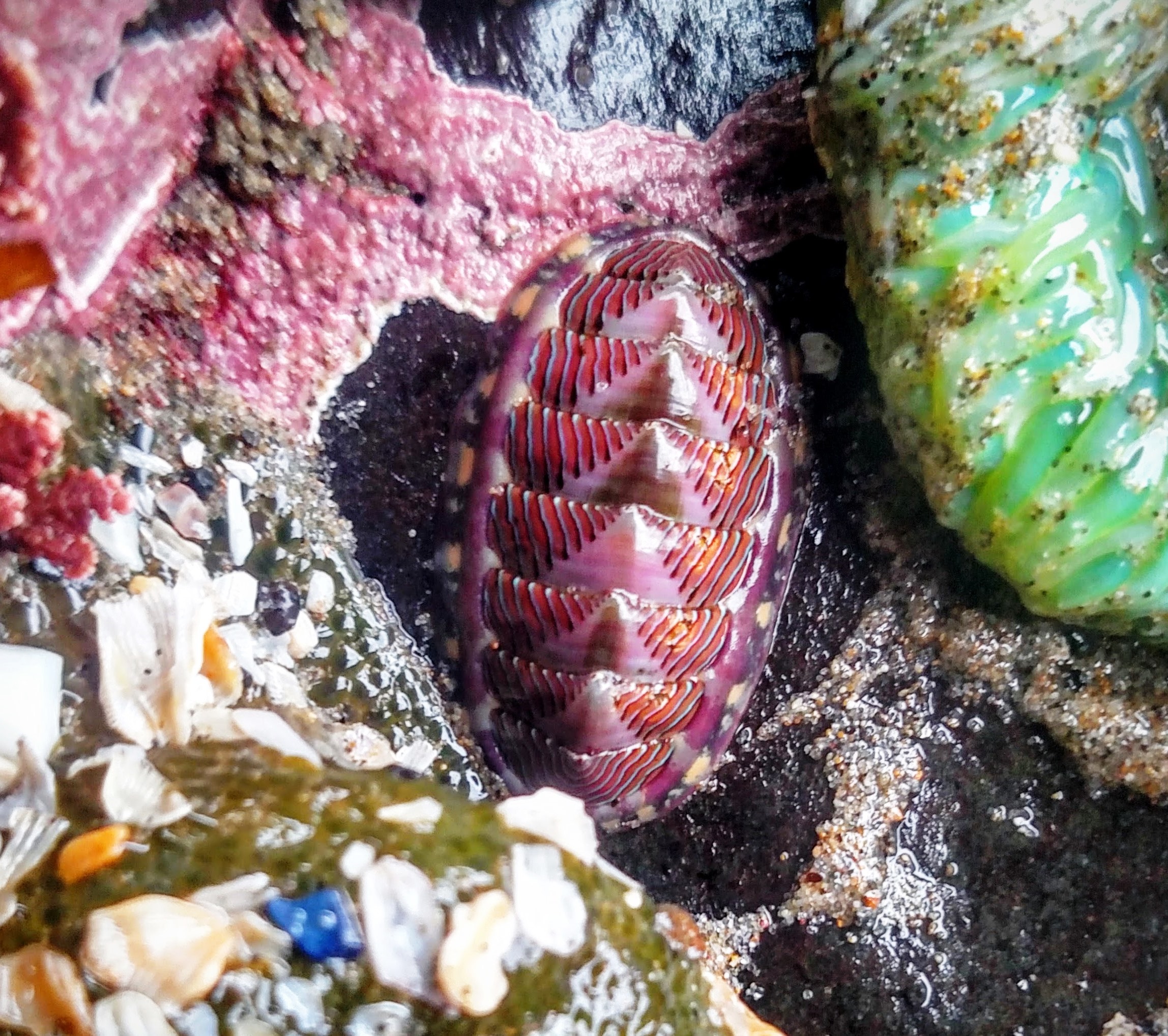 Mind-Bending Mollusks of the Intertidal Zone - Oregon Marine Reserves
