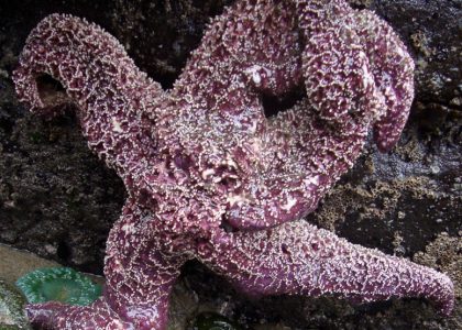 sea star wasting syndrome