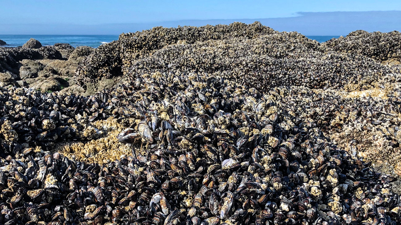 Intertidal Surveys Research at the Ocean's Edge Oregon Marine Reserves