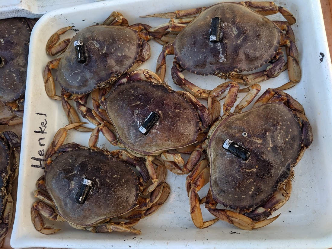 Reports from the Field - May - Oregon Marine Reserves