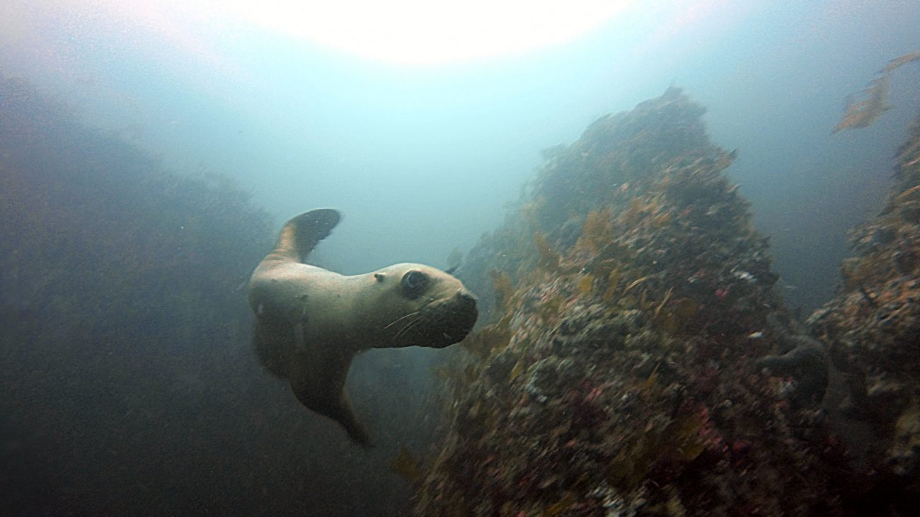 california sea lion curiously poses for the camera