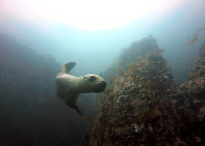 california sea lion curiously poses for the camera
